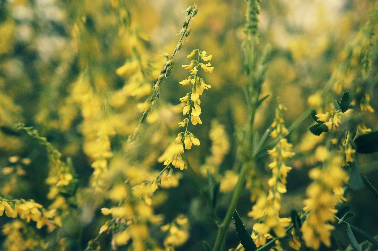 Tips to Establish an Ideal Eco-Friendly Indoor Garden